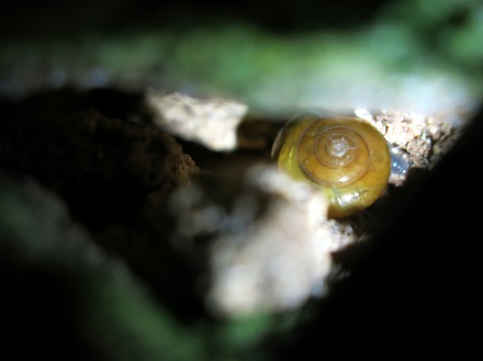 Oxychilidae snail