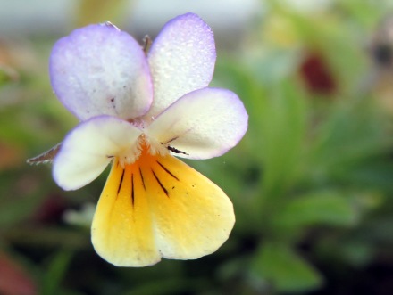 Field violet - Viola arvensis