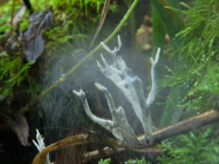 Spores released from the candlesnuff fungus - Candle snuff fungus - Xylaria hypoxylon